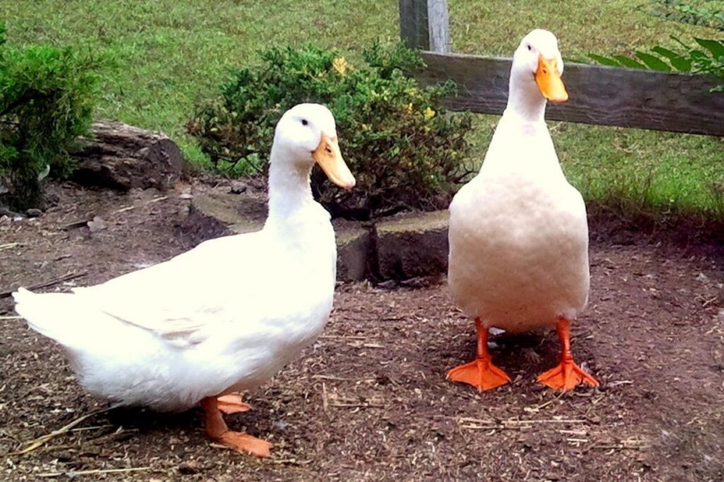 Pet duck