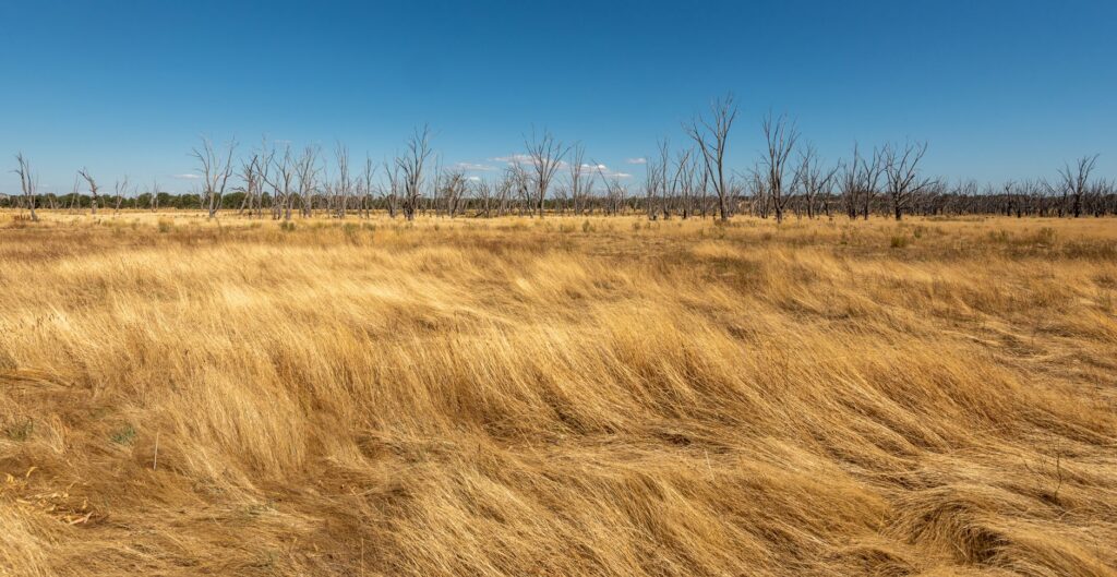 Namibia’s Fairy Circles: A Pattern Without a Single Answer